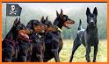 Dog breeds - Smart Identifier related image