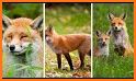 Fox Wallpaper related image