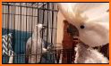 Grey Parrot Rescue related image