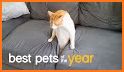 HTTP Pets related image