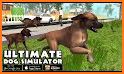 Shepherd Dog Simulator: Farm Animal Survival related image