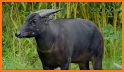 ANOA related image