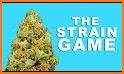 Name that Sativa Strain Game related image