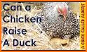 Hen And Chick Rescue related image