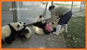 Baby Panda Care 2 related image