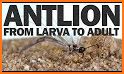 The Last AntLion related image