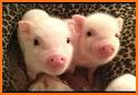 Two Pigs related image