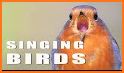 Chirping Bird Escape - Kavi related image