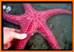 Sea Stars: World Rescue 🐬 related image