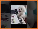 Cute Puppy White Keyboard Background related image