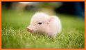 Cute Piggy Love Keyboard Background related image