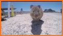 Quokka Bounce related image