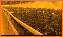 CannaFarm - Weed Farming Game related image