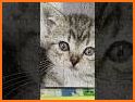 Cat Puzzle - Katze.org related image