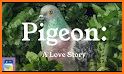 Pigeon: A Love Story related image