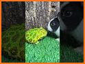Frog related image