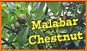 malabar chestnut related image