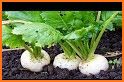 Vegetable Garden–Plant Growth related image