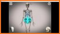 Skelly: Poseable Anatomy Model related image