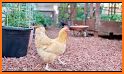 Backyard Poultry Central related image