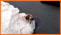 Cute Bee Rescue related image