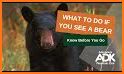 Black Bear Safe related image