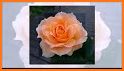 Rosas y Flores de Colores para Enamorar related image