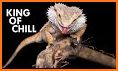 Bearded Dragon related image