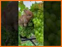 Adorable Animals Watch Face related image