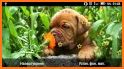 Puppies Live Wallpaper related image