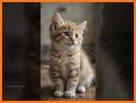 Cat Language: DIY Wallpaper related image