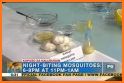 Dengue Mosquito Repellent related image