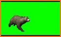 Green Bear Runners related image