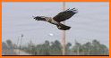 Harrier Central related image