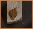 Reptiles related image