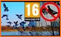 City Bird Pigeon Simulator 3D related image