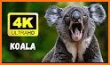 Wallpaper Koala 4K Blue related image