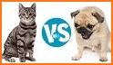 Cat vs Dog related image
