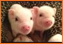 Cute Pig related image