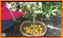 Lemon Harvest related image