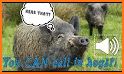 Wild Swine Hunting Calls related image