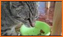 Cat Breed Identifier : Kitten Cat, Pet Cat Scanner related image