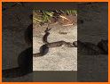 Snake Video - Snack Video Original | Short Videos related image