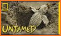 turtle Survival related image