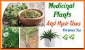 Medicinal Plants and their uses related image