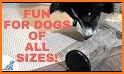 GAMES FOR DOGS related image