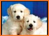 Cute Puppy Wallpaper related image