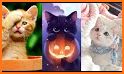 Kitten Wallpaper - Cute Cat Wallpapers related image