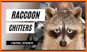 Sounds of Raccoon related image