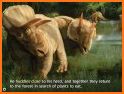 Triceratops Gets Lost related image